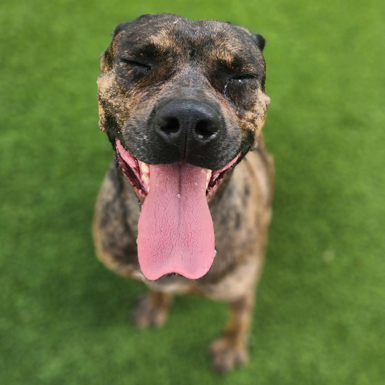 Soraya, a ADOPTABLE mixed breed in Allen, TX image 2/4