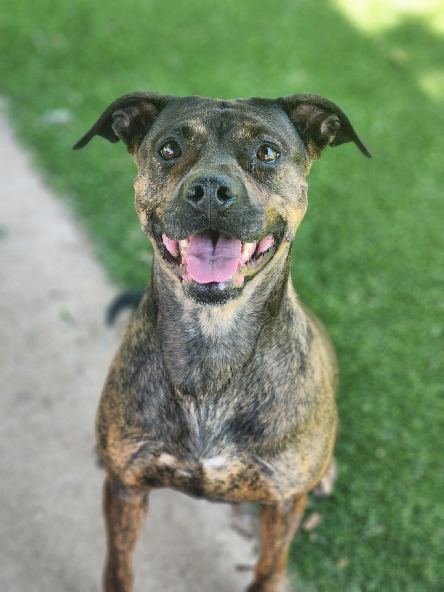 Soraya, ADOPTABLE, Adult Female Boxer.