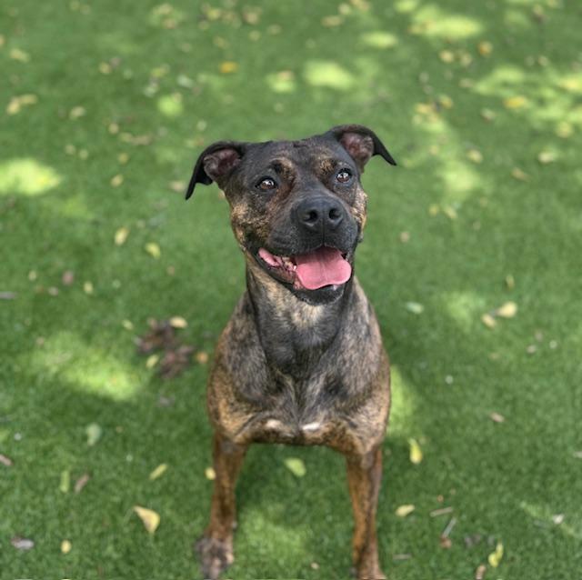 Soraya, ADOPTABLE, Adult Female Boxer.