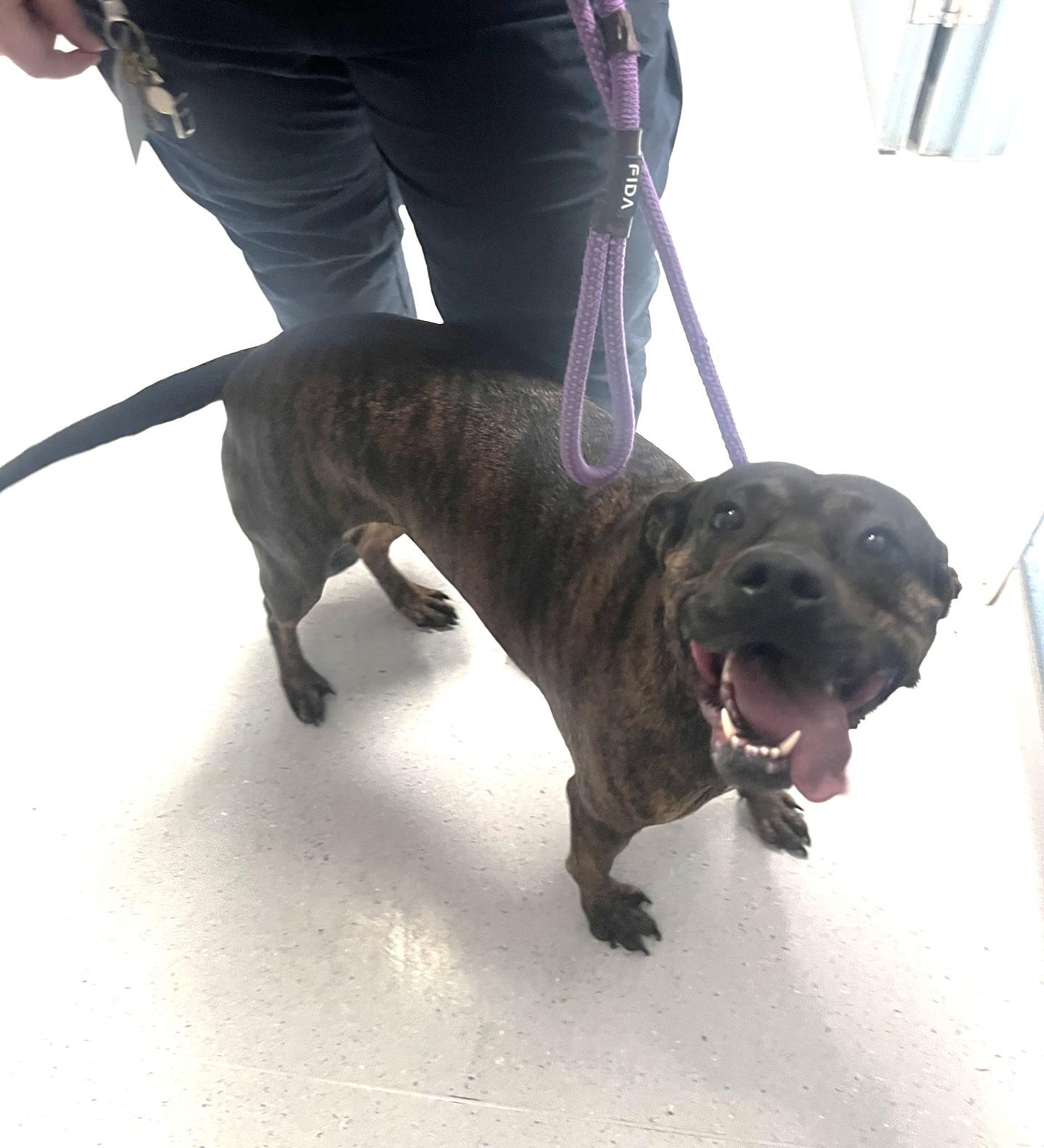 Soraya, a ADOPTABLE mixed breed in Allen, TX image 4/4