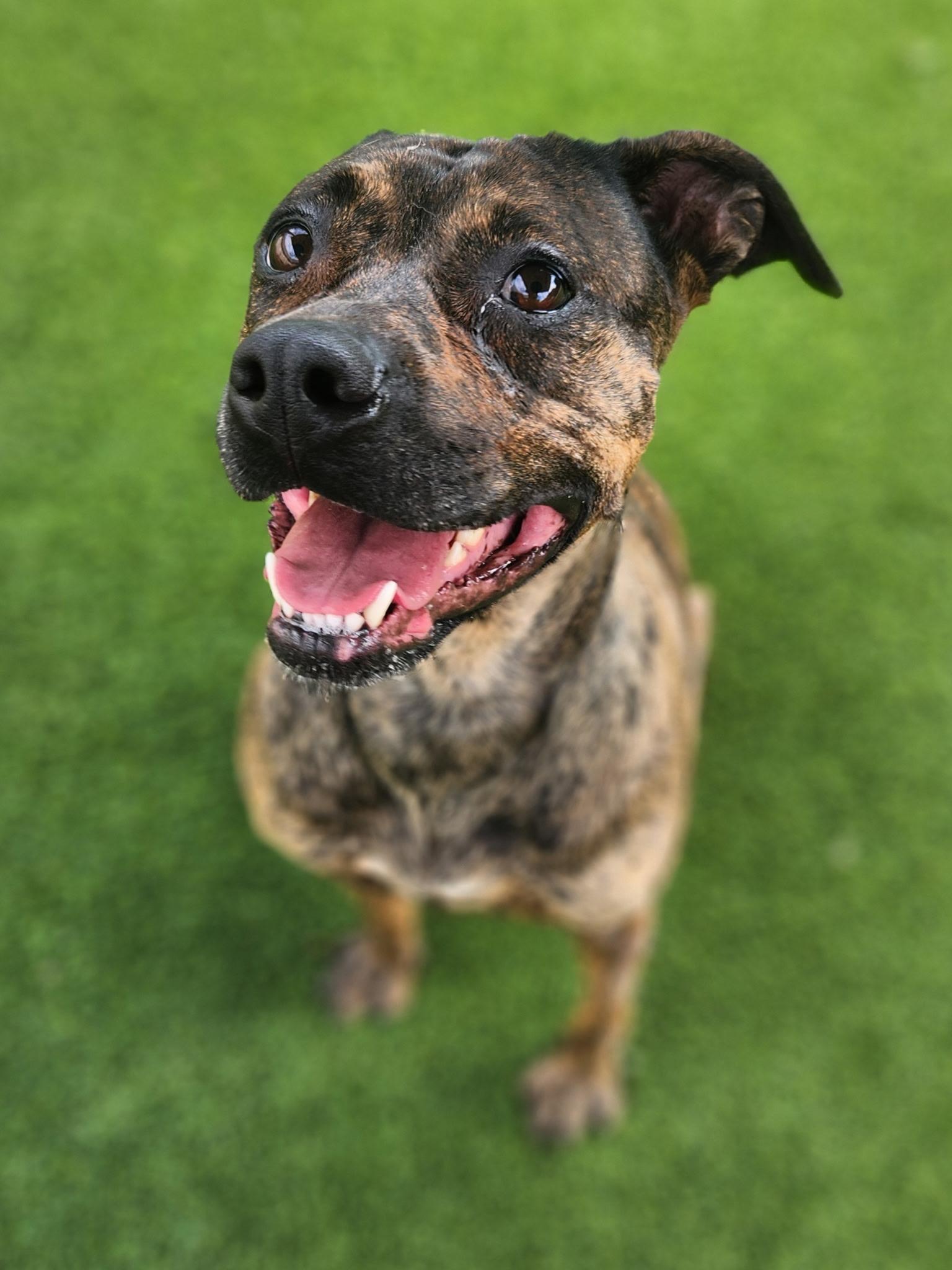 Soraya, a ADOPTABLE mixed breed in Allen, TX image 3/4