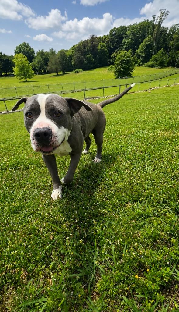 Harris-Available, Adoptable, Adult Male American Staffordshire Terrier.