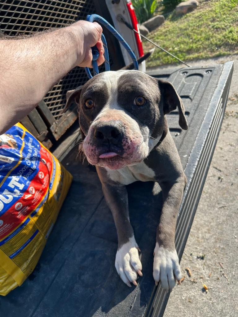 Enlarge Harris-Available, a Adoptable American Staffordshire Terrier in Chickamauga , GA image 2/4
