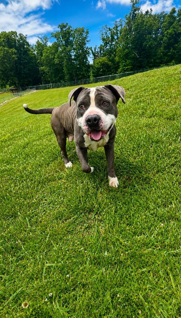 Enlarge Harris-Available, a Adoptable American Staffordshire Terrier in Chickamauga , GA image 3/4