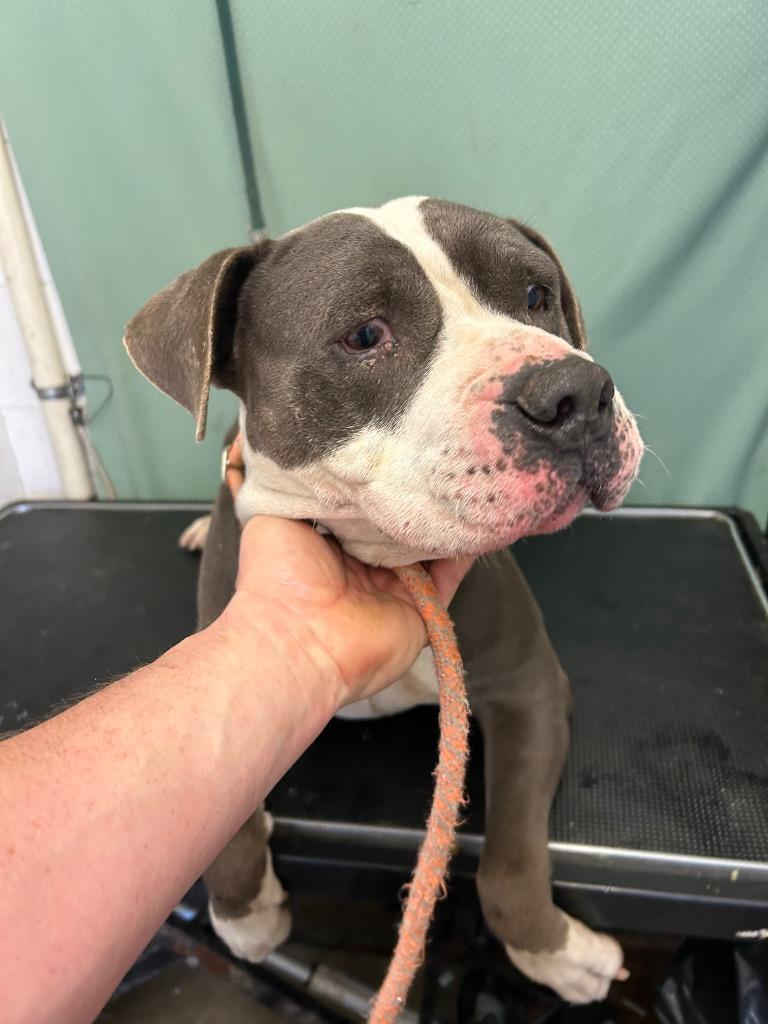 Enlarge Harris-Available, a Adoptable American Staffordshire Terrier in Chickamauga , GA image 4/4