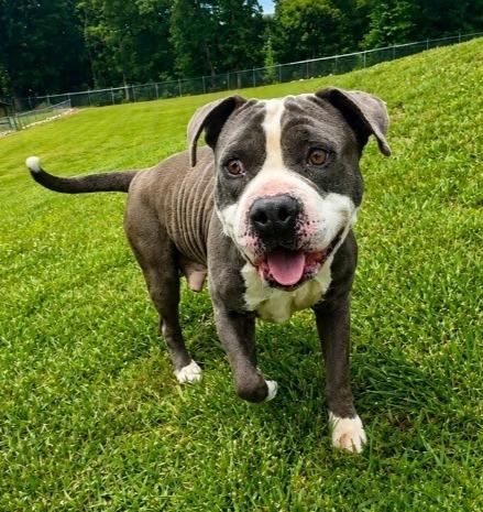 Enlarge Harris-Available, a Adoptable American Staffordshire Terrier in Chickamauga , GA image 5/5
