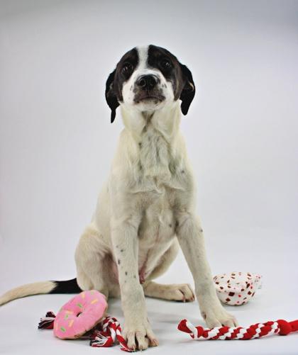 Enlarge Dylan, a Adoptable mixed breed in Morton Grove, IL image 1/3