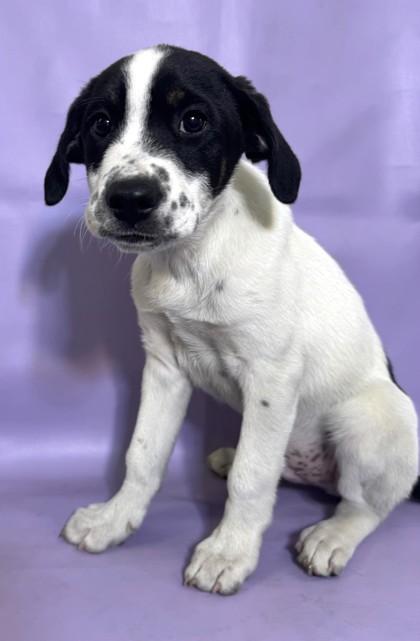 Enlarge Dylan, a Adoptable mixed breed in Morton Grove, IL image 2/3