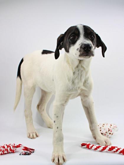 Enlarge Dylan, a Adoptable mixed breed in Morton Grove, IL image 3/3