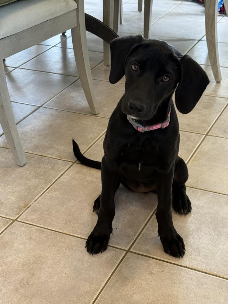 Enlarge Cooleye / Opal, a Adoptable mixed breed in Broomfield, CO image 1/6