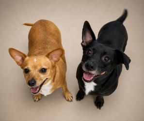 Enlarge Kimber, an adopted Chiweenie in Lincoln, IL image 2/2