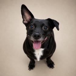 Kimber, adopted, Senior Female Chiweenie.