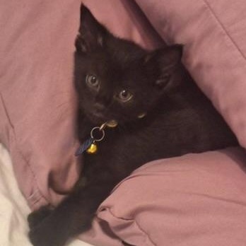 Enlarge Marco, an adopted Domestic Short Hair in Pasco, WA image 3/5