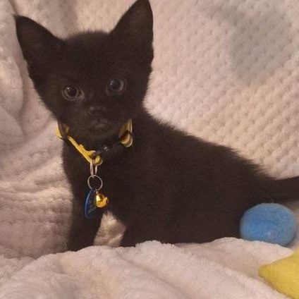 Enlarge Marco, an adopted Domestic Short Hair in Pasco, WA image 4/5