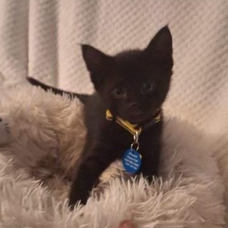 Enlarge Marco, an adopted Domestic Short Hair in Pasco, WA image 5/5