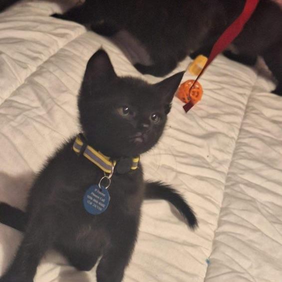 Enlarge Marco, an adopted Domestic Short Hair in Pasco, WA image 2/5