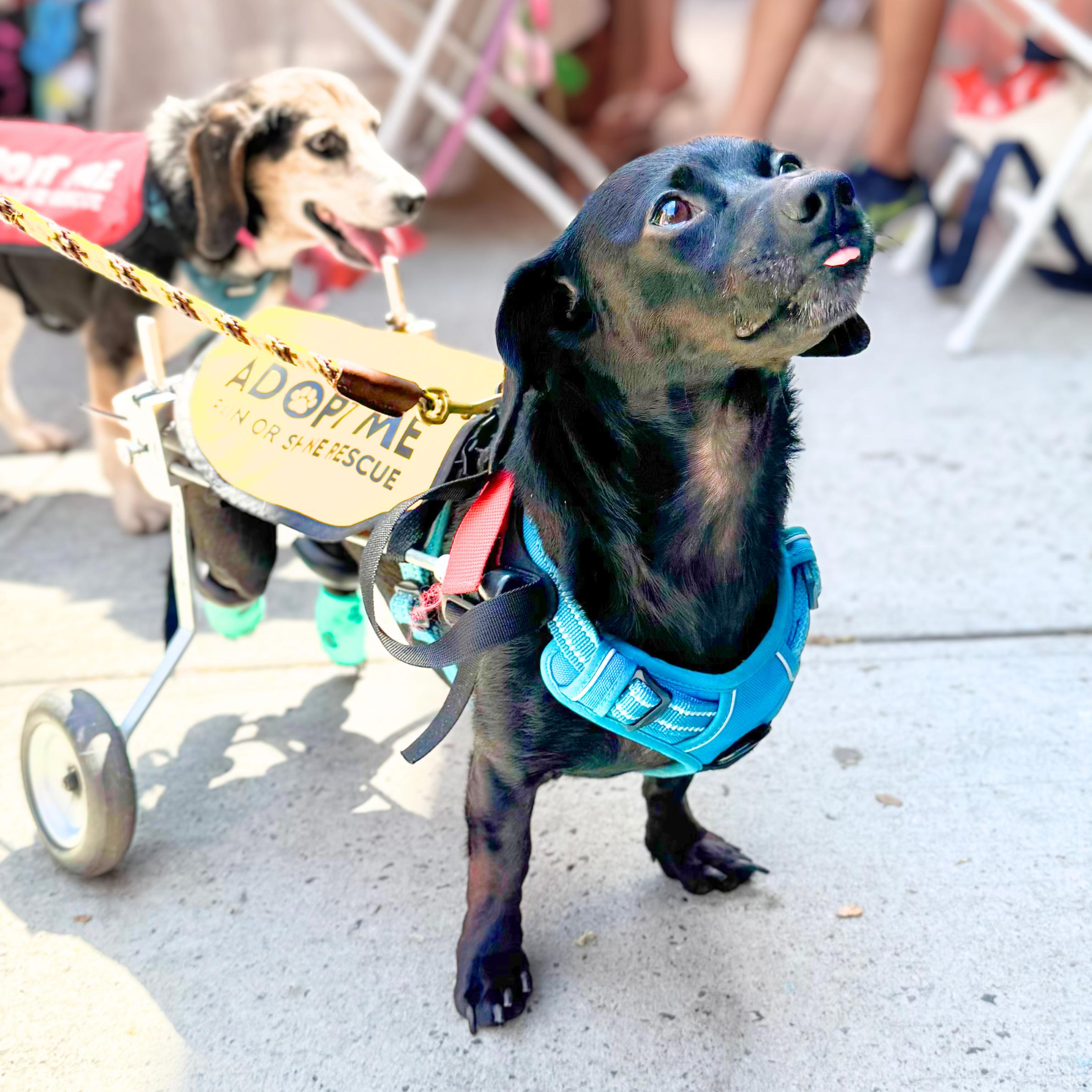 Enlarge Bikini, a Adoptable mixed breed in Smithfield, RI image 5/6