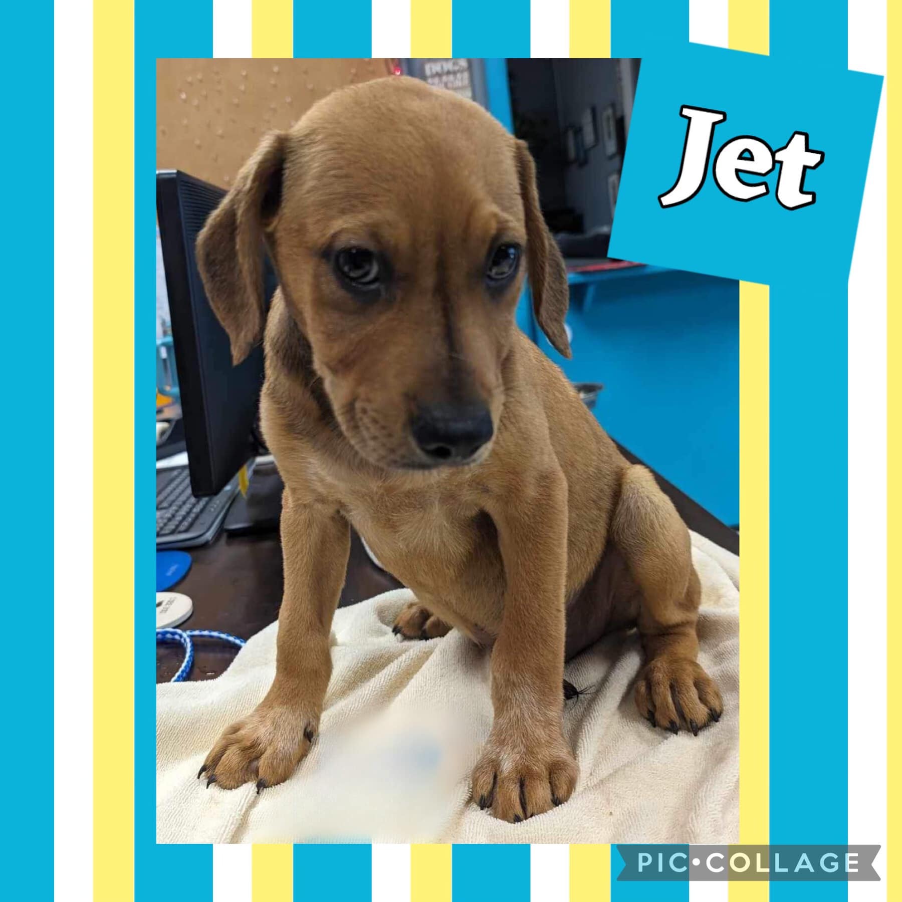 Dog for adoption Jet, a Hound & Labrador Retriever Mix in Ringwood