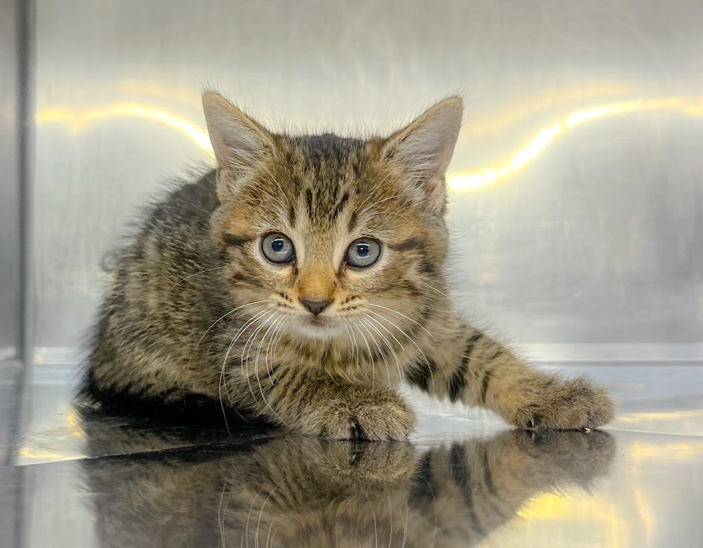 Dandelion, Adoptable, Kitten Female Domestic Short Hair.