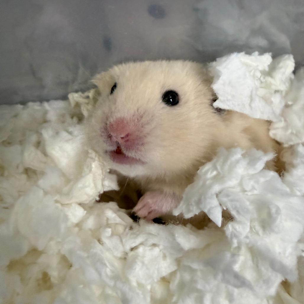 Enlarge Pineapple Upside-Down Cheesecake, an adopted Hamster in Medford, NY image 1/1