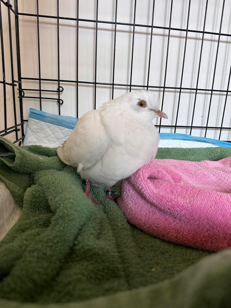 Flow, a Adoptable Pigeon in San Francisco, CA image 1/2