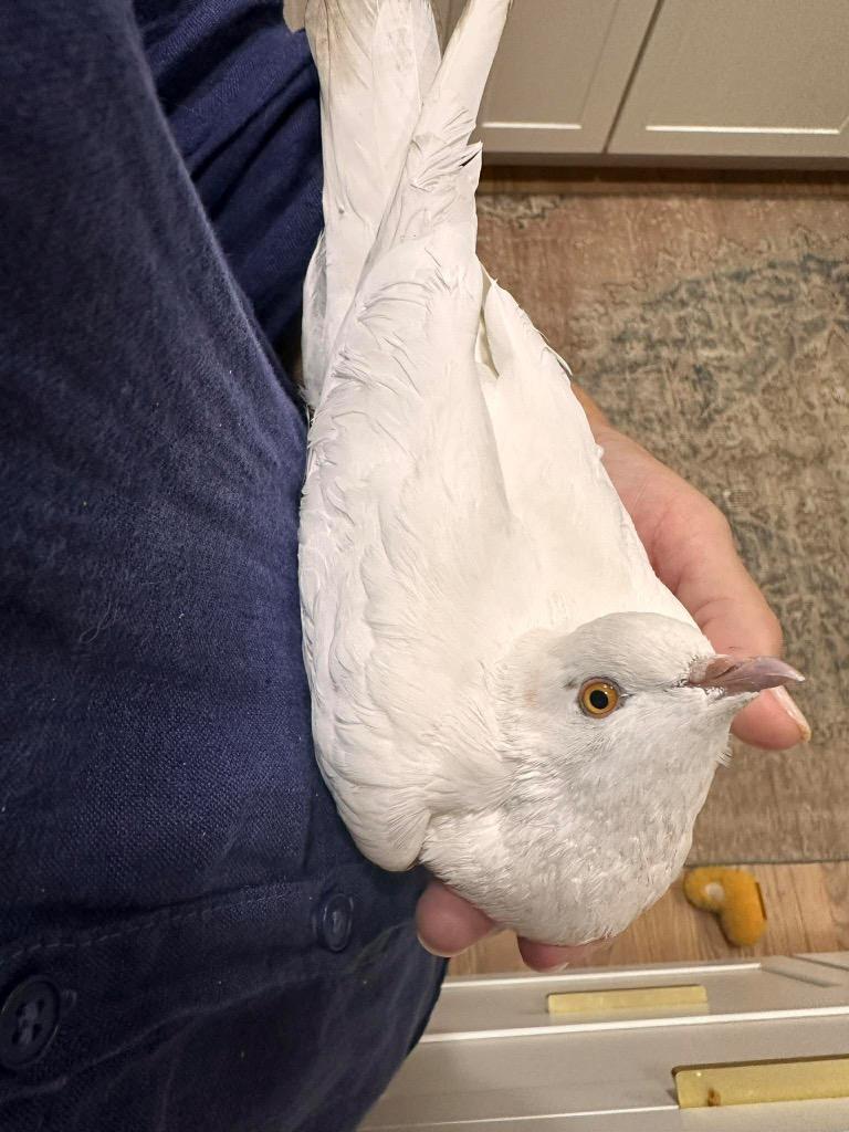 Flow, a Adoptable Pigeon in San Francisco, CA image 2/2