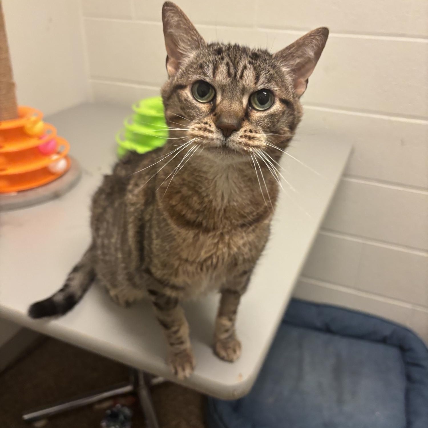 Enlarge Rosa CS-152/26, a ADOPTABLE Domestic Short Hair in Burlington, ON image 1/3