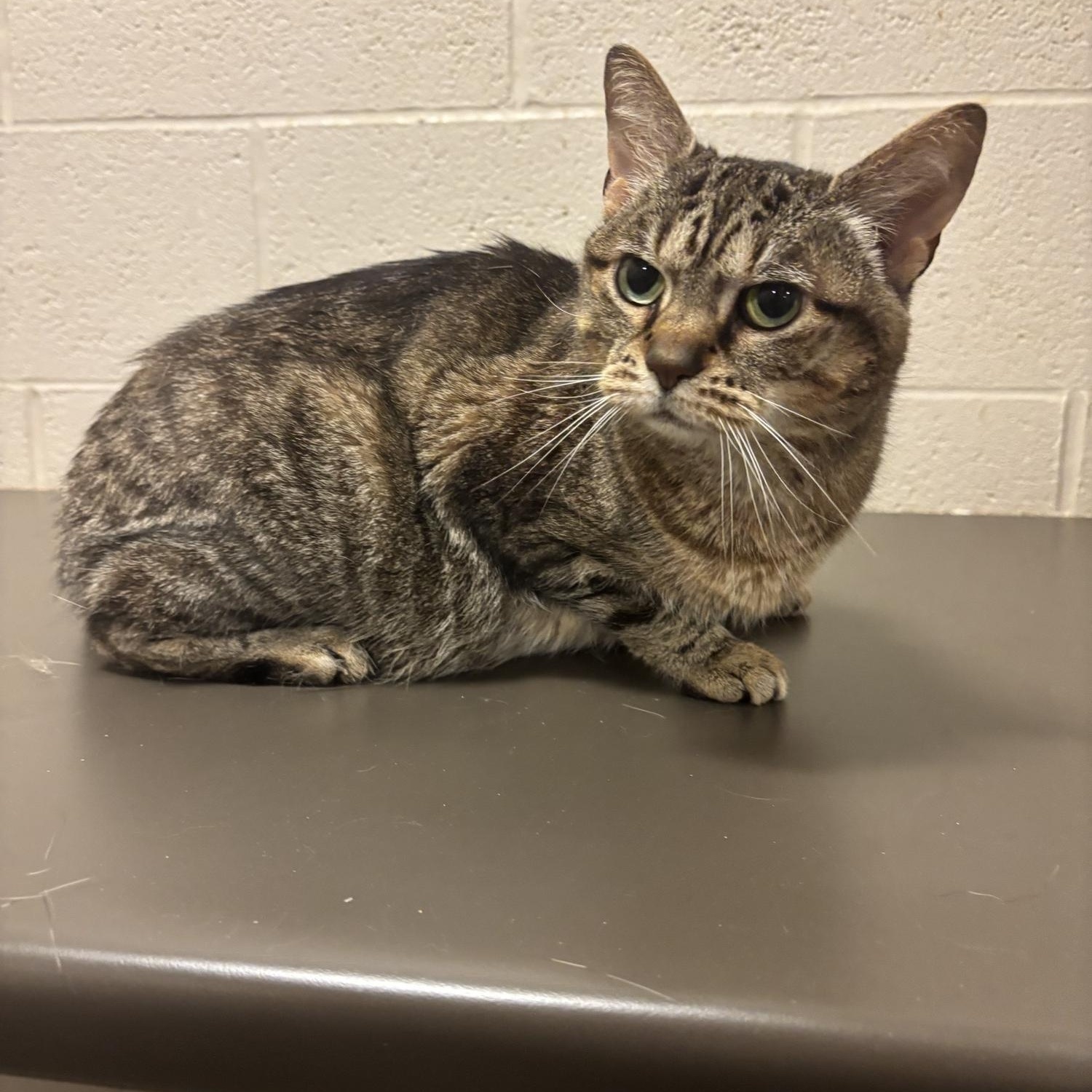 Enlarge Rosa CS-152/26, a ADOPTABLE Domestic Short Hair in Burlington, ON image 3/3