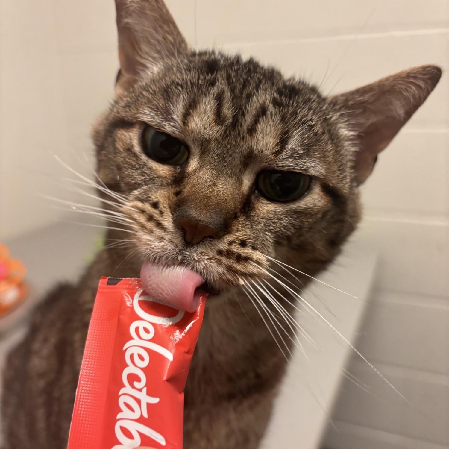 Enlarge Rosa CS-152/26, a ADOPTABLE Domestic Short Hair in Burlington, ON image 2/3