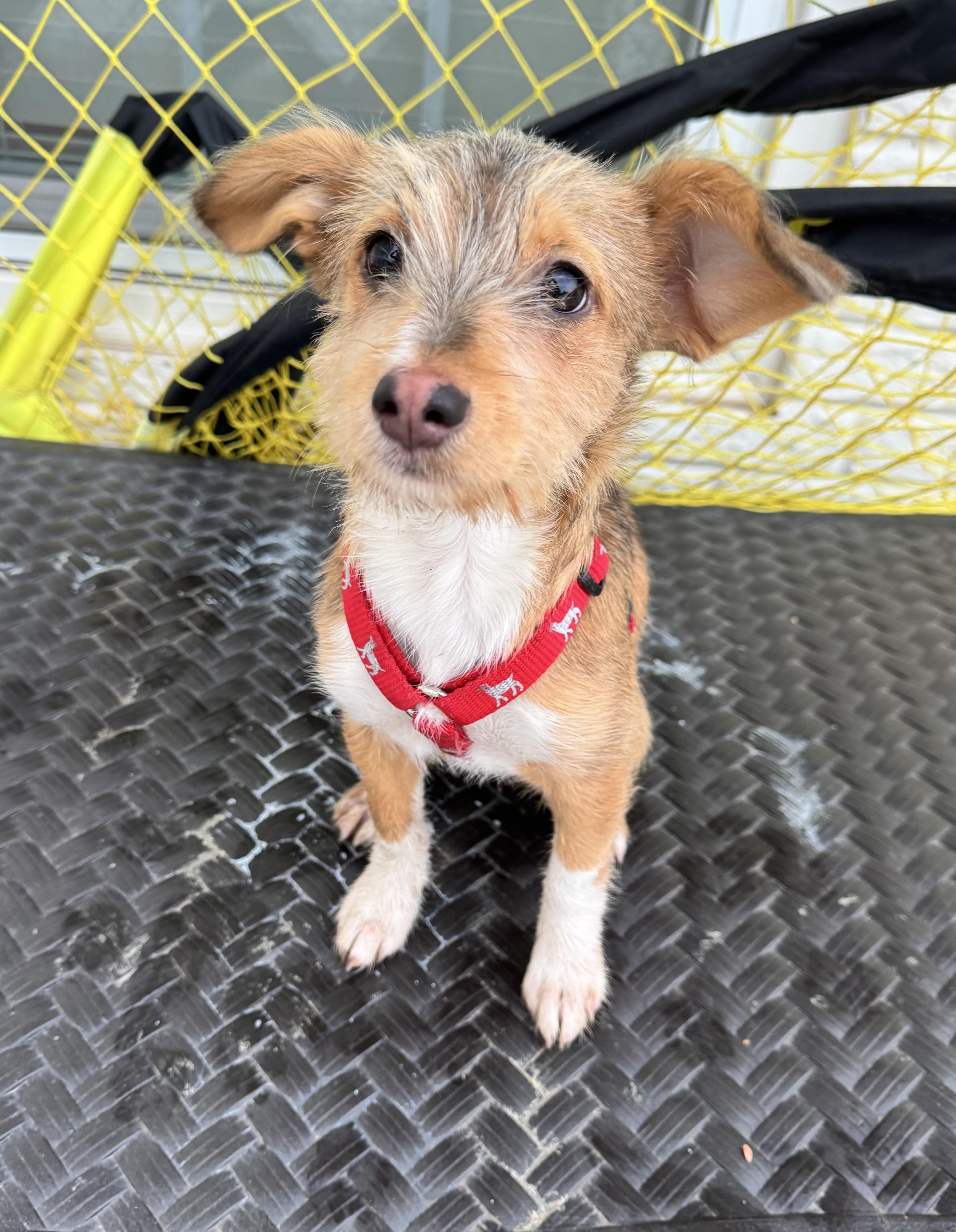 Valentine , a ADOPTABLE mixed breed in Strasburg, VA image 1/6