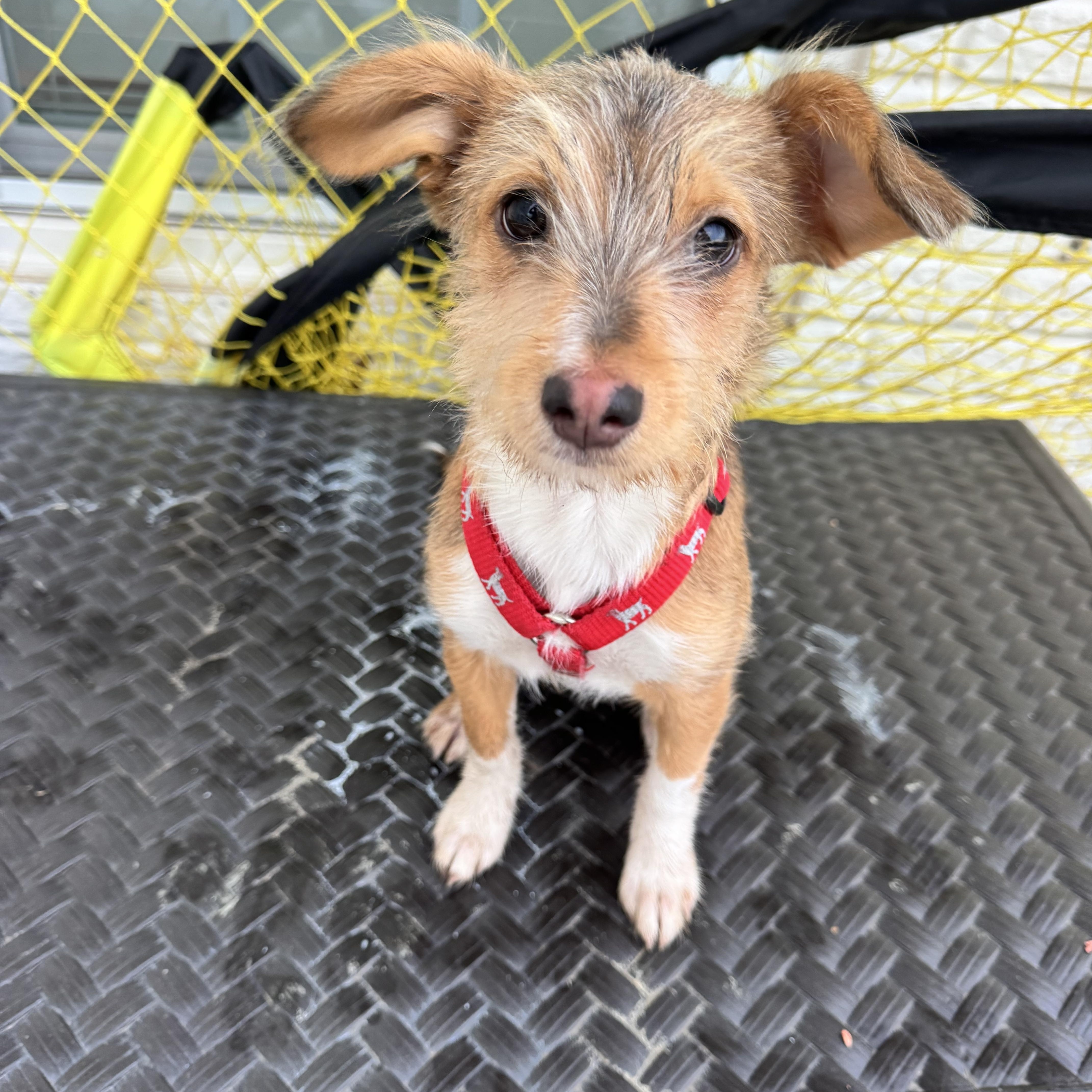 Valentine , a ADOPTABLE mixed breed in Strasburg, VA image 6/6