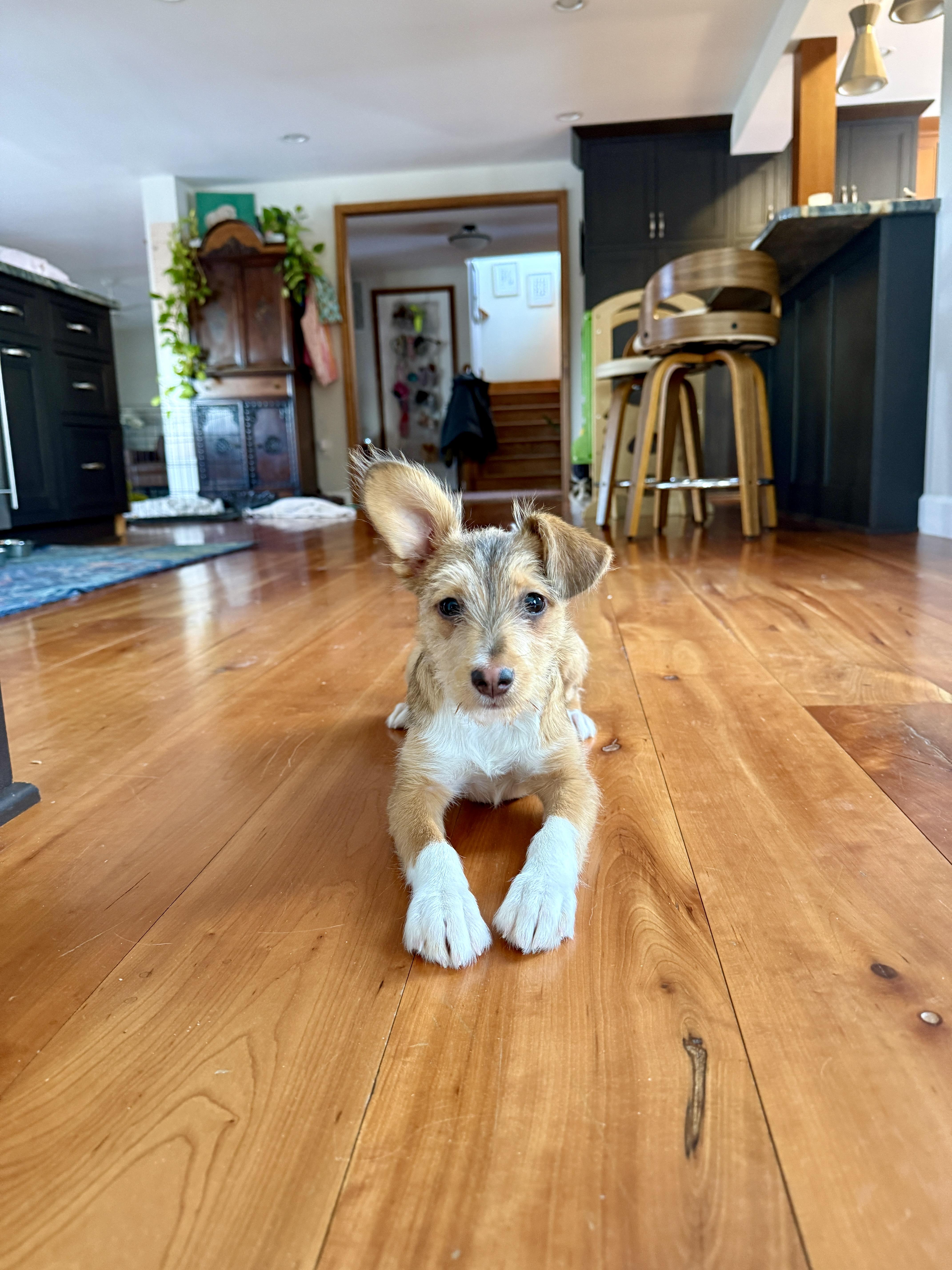 Valentine , a ADOPTABLE mixed breed in Strasburg, VA image 4/6