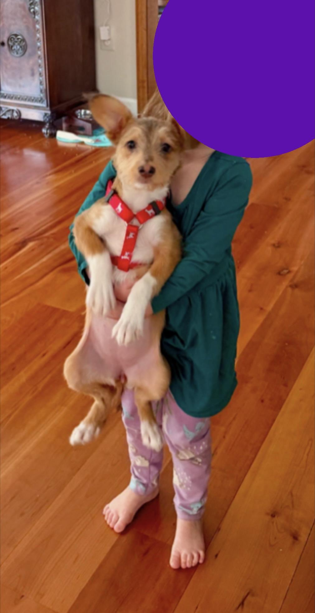 Valentine , a ADOPTABLE mixed breed in Strasburg, VA image 3/6