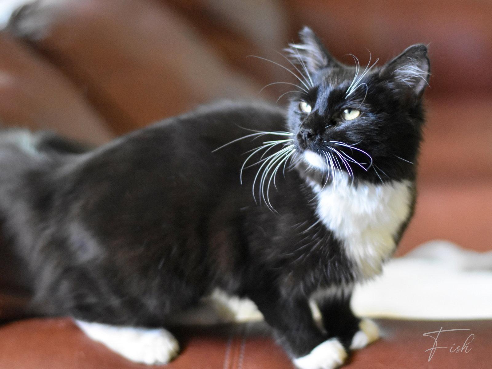 Fish, Adopted, Young Female Domestic Medium Hair.