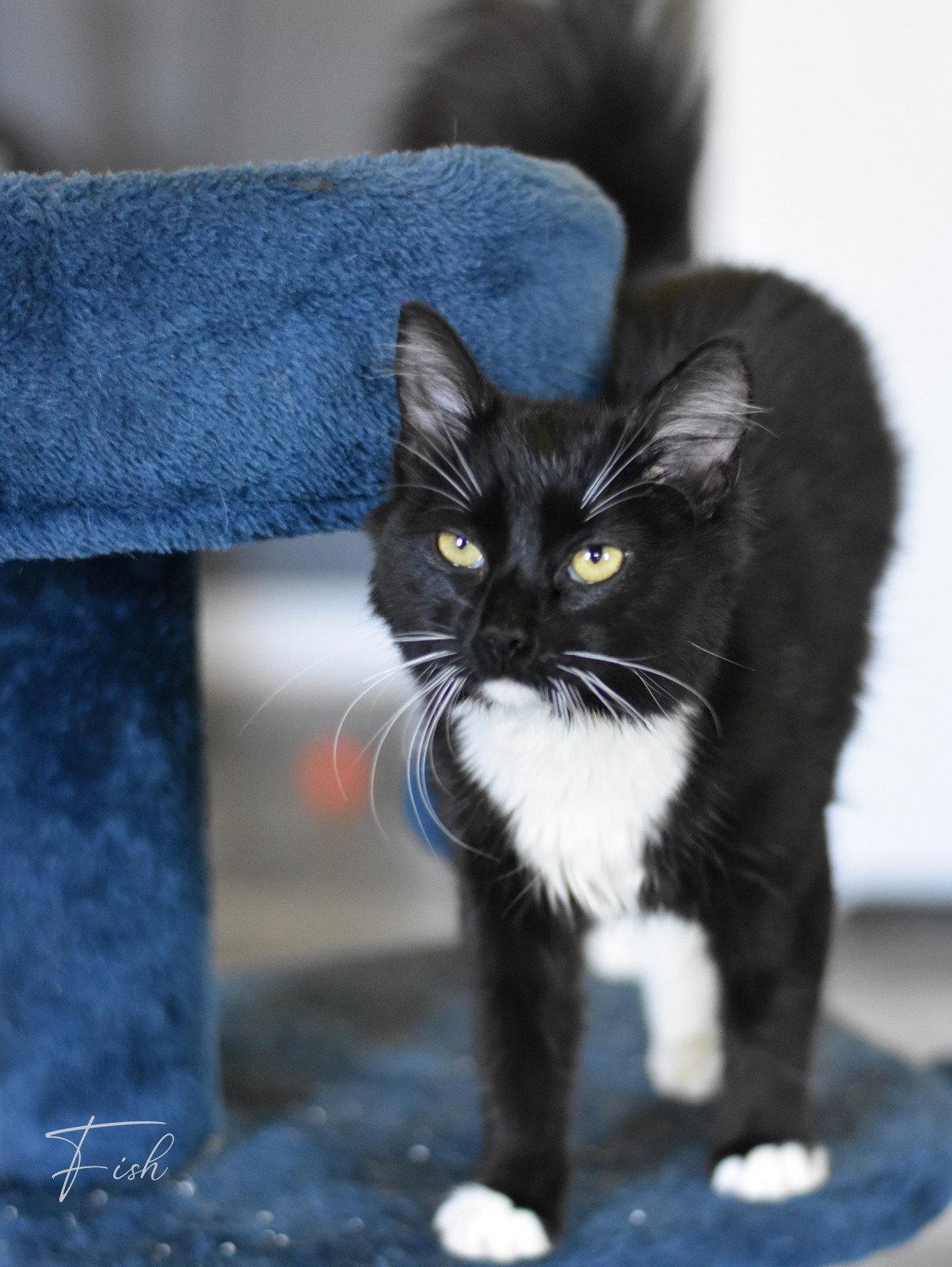 Enlarge Fish, a Adopted Domestic Medium Hair in Montgomery, TX image 2/3