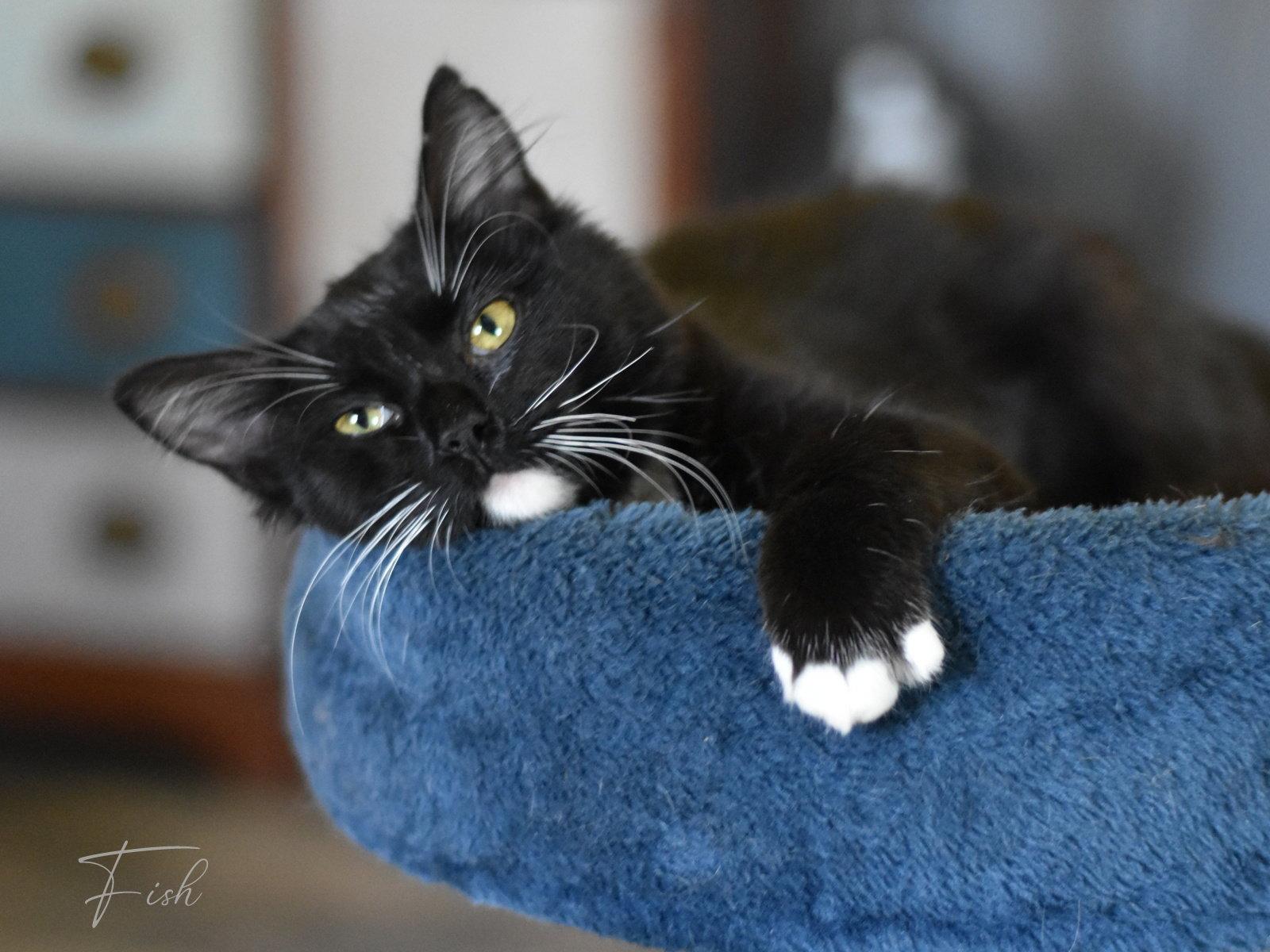 Enlarge Fish, a Adopted Domestic Medium Hair in Montgomery, TX image 3/3