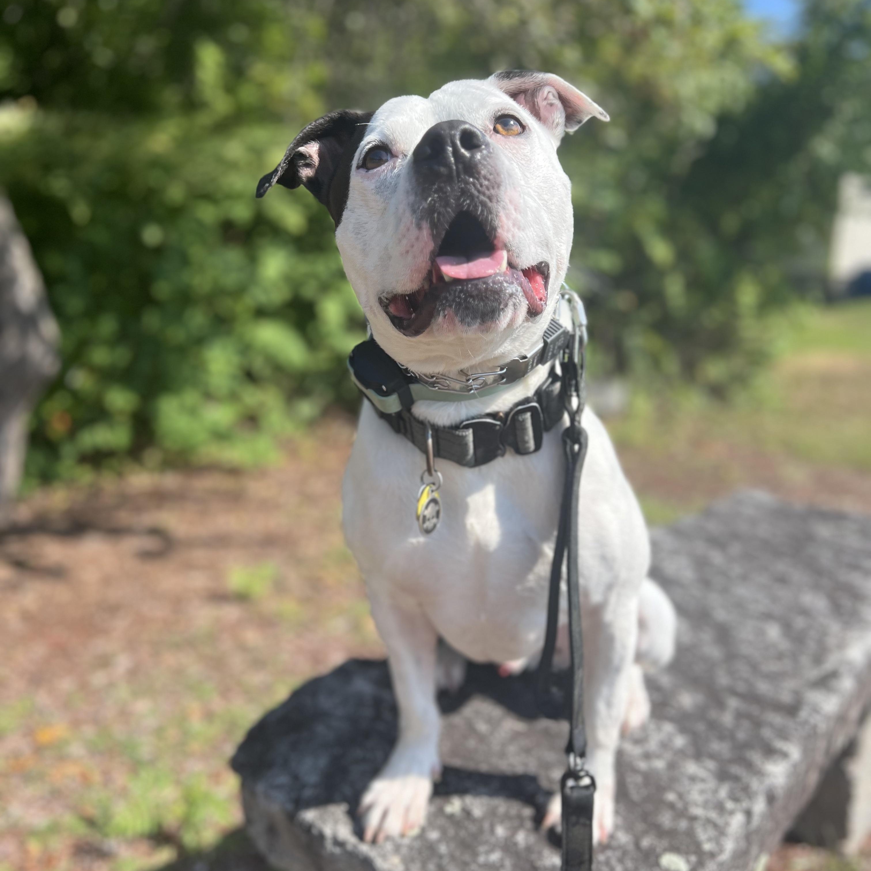 Enlarge Strider, a Adoptable mixed breed in Chelmsford, MA image 4/6