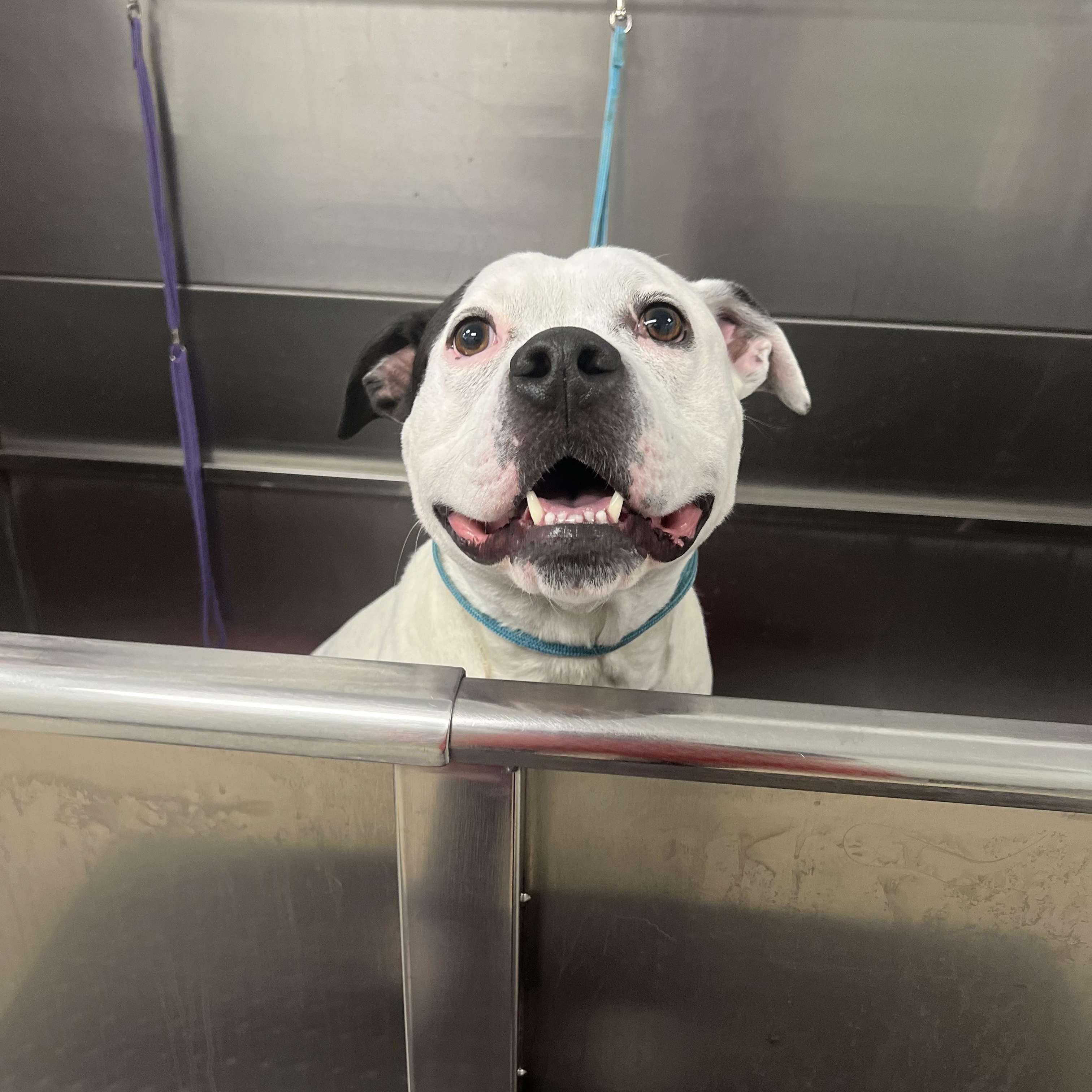 Enlarge Strider, a Adoptable mixed breed in Chelmsford, MA image 3/6