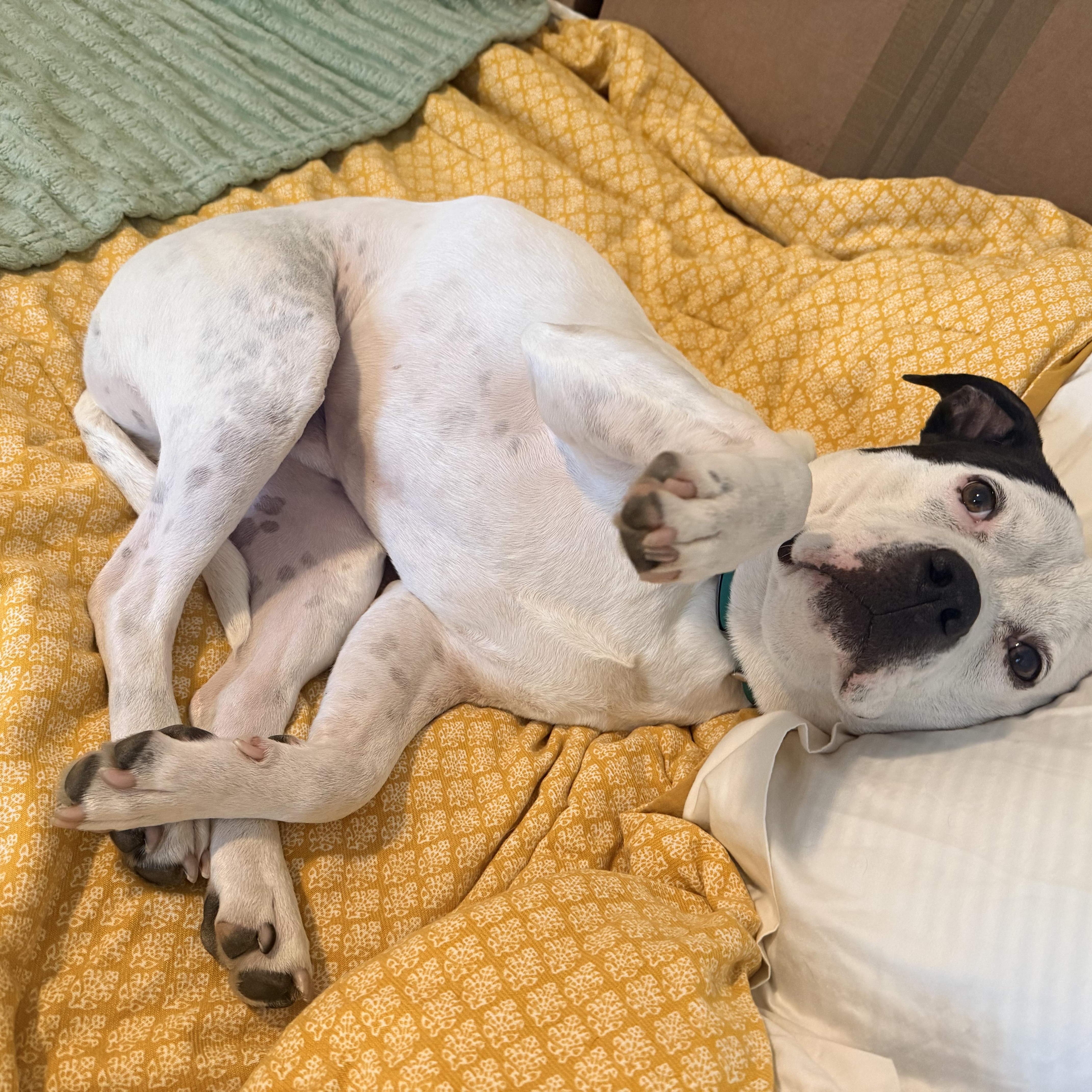Enlarge Strider, a Adoptable mixed breed in Chelmsford, MA image 5/6