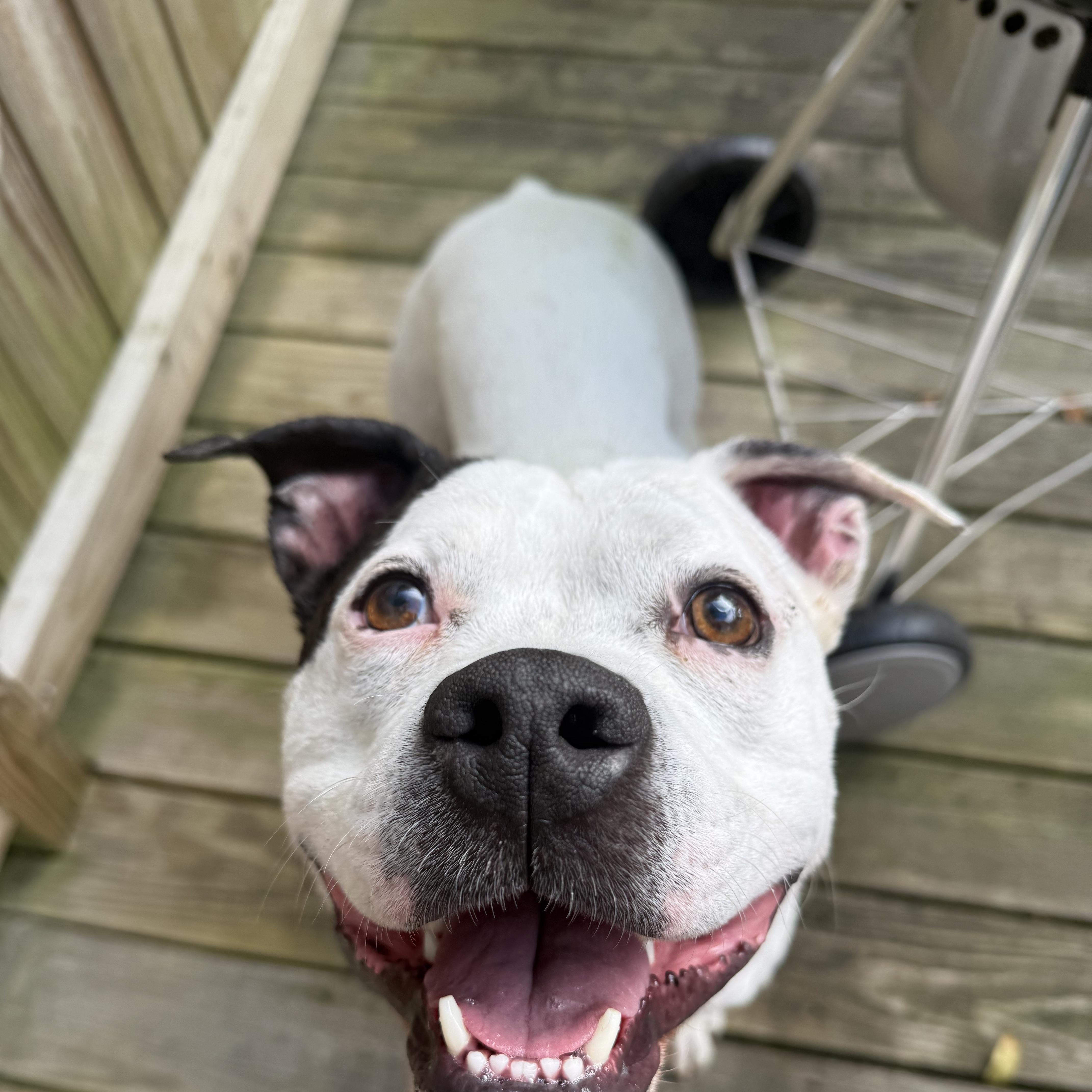 Enlarge Strider, a Adoptable mixed breed in Chelmsford, MA image 2/6