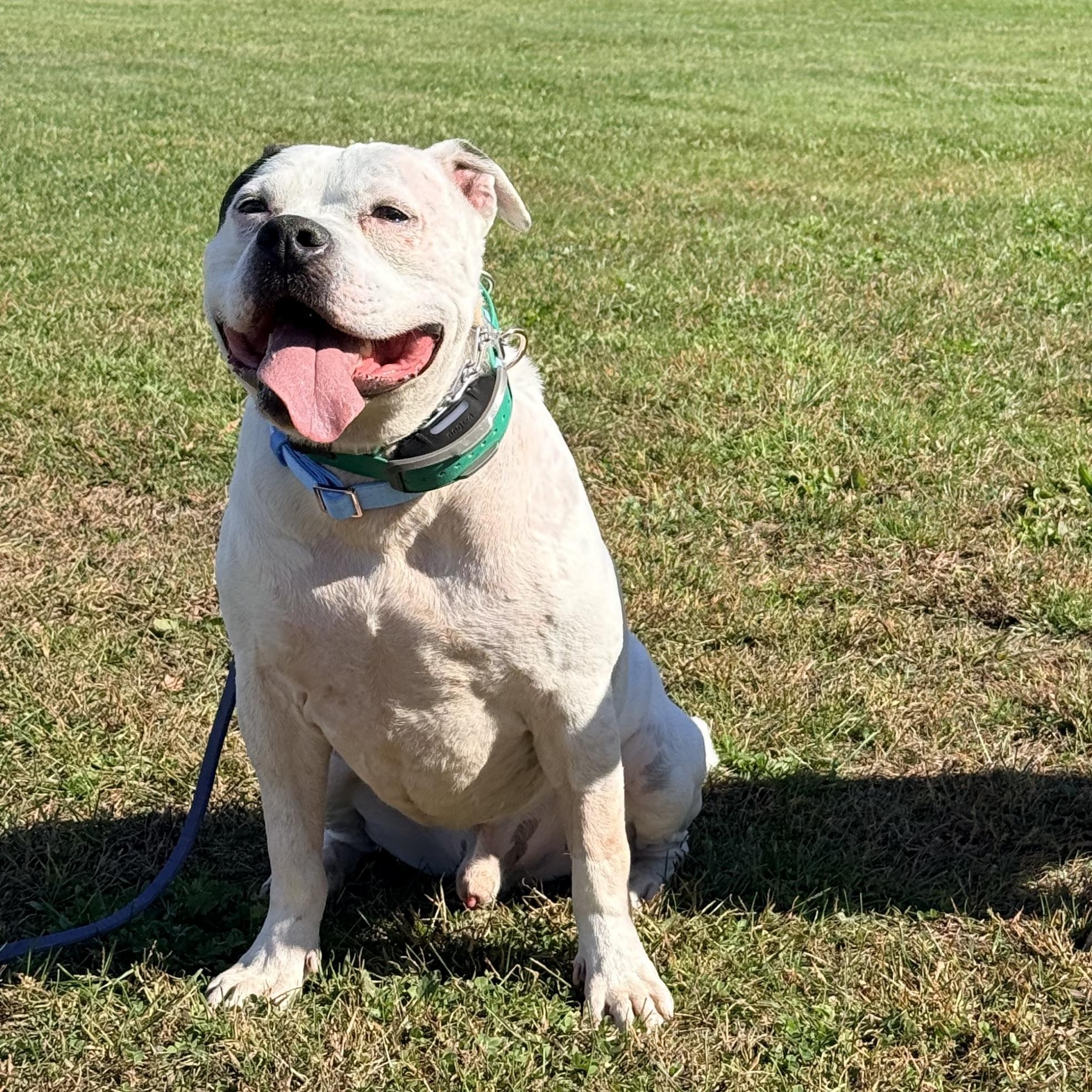 Enlarge Strider, a Adoptable mixed breed in Chelmsford, MA image 6/6