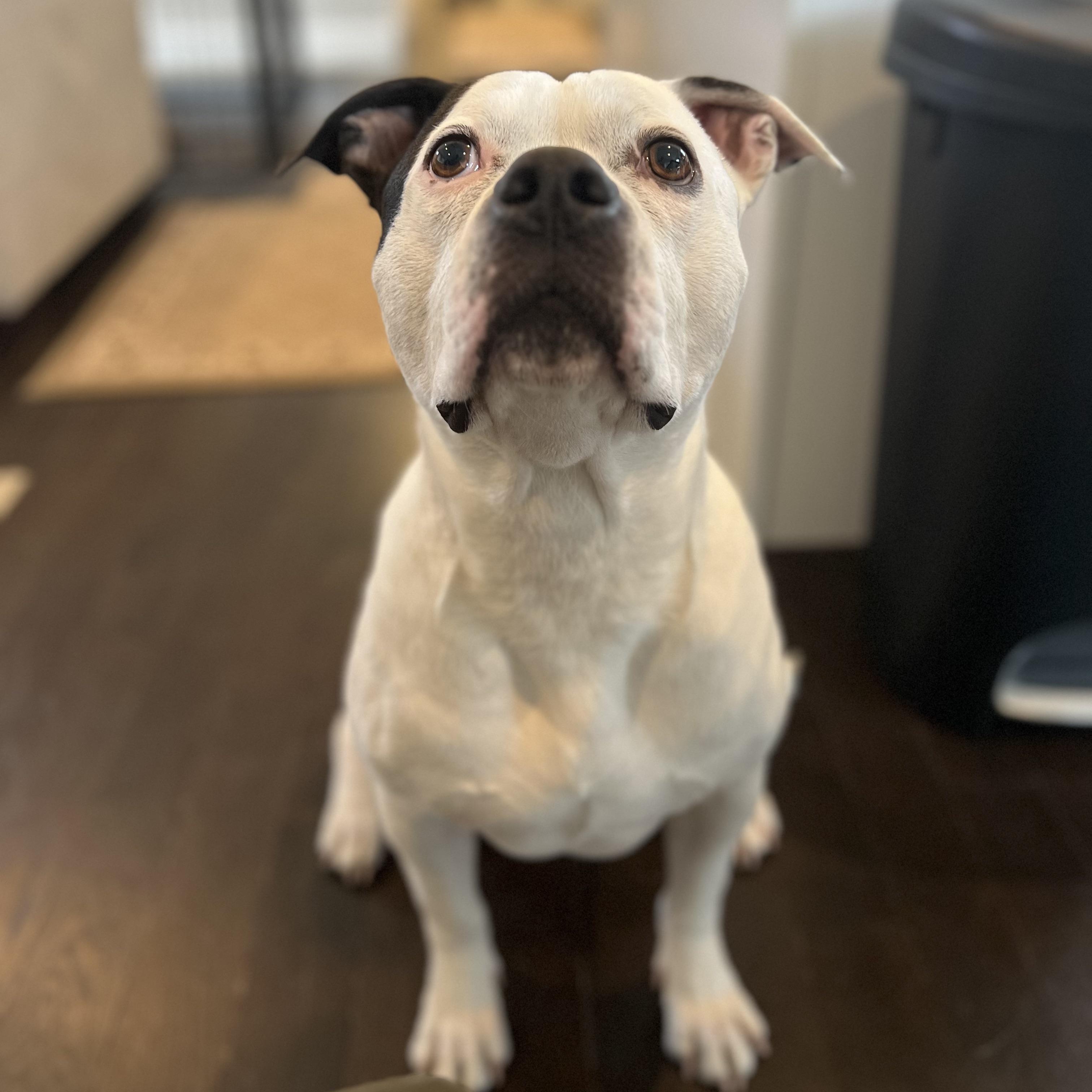 Strider, Adoptable, Adult Male Pit Bull Terrier.