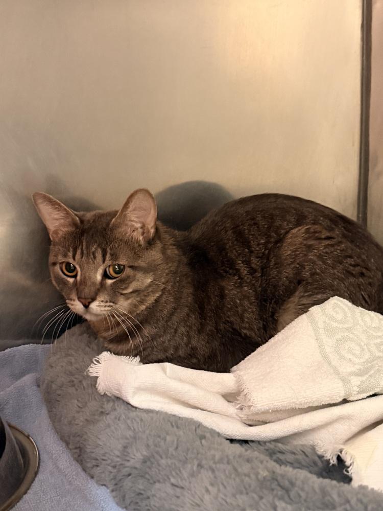 Hatfield, Adoptable, Adult Male Domestic Short Hair.