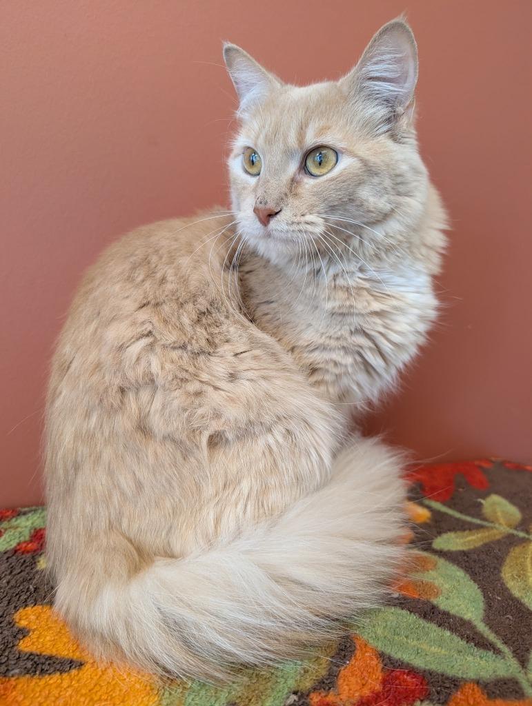 Declan, Adoptable, Young Male Domestic Long Hair.
