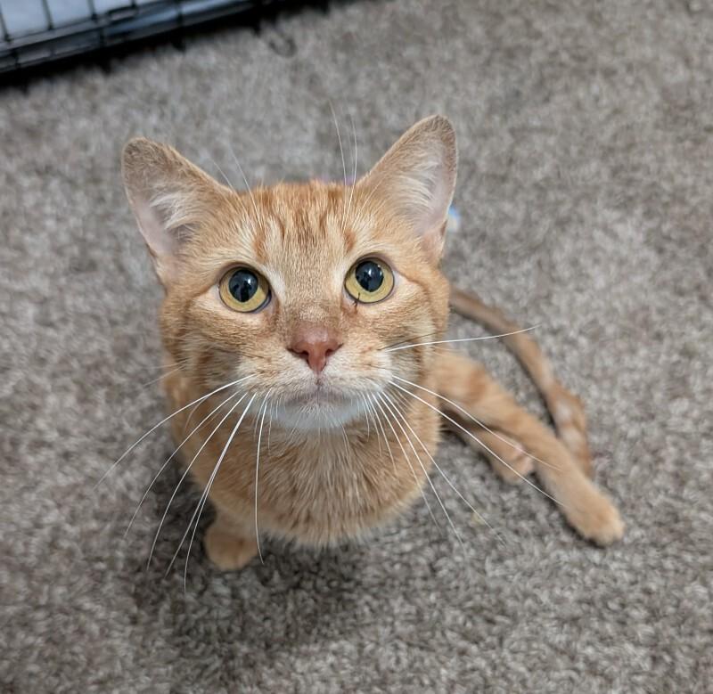 Enlarge Zodiac, a Adoptable Domestic Short Hair in Cincinnati, OH image 2/6