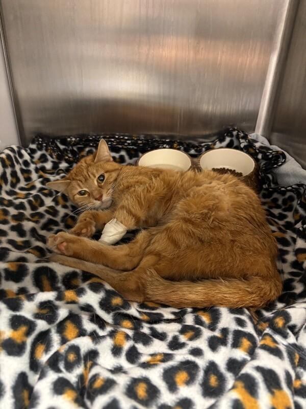 Enlarge Zodiac, a Adoptable Domestic Short Hair in Cincinnati, OH image 3/6