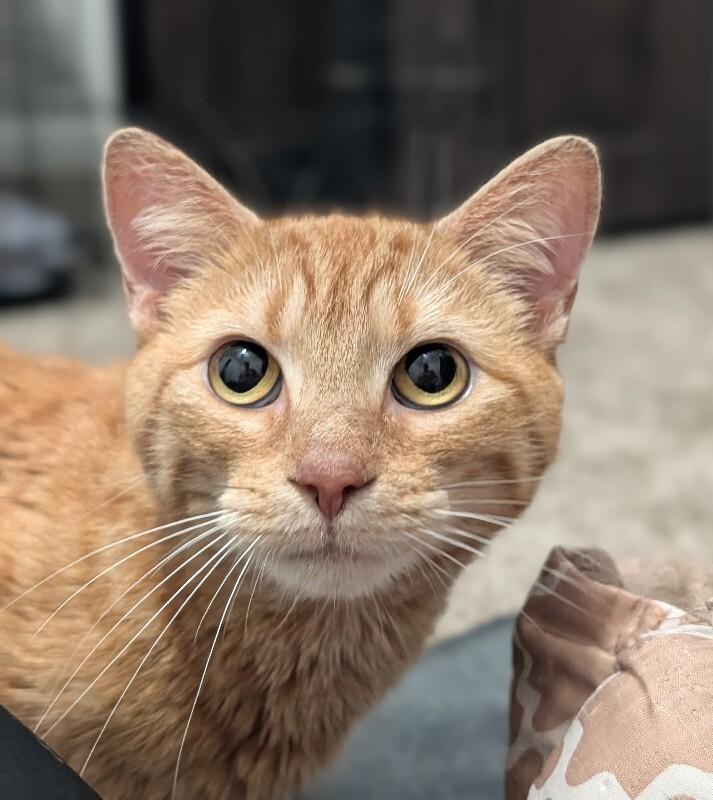 Enlarge Zodiac, a Adoptable Domestic Short Hair in Cincinnati, OH image 4/6