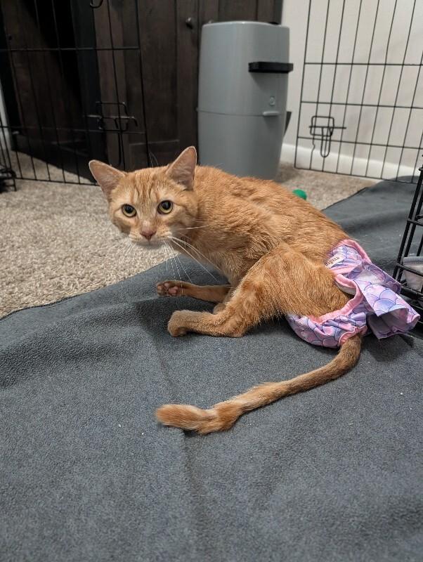 Enlarge Zodiac, a Adoptable Domestic Short Hair in Cincinnati, OH image 5/6