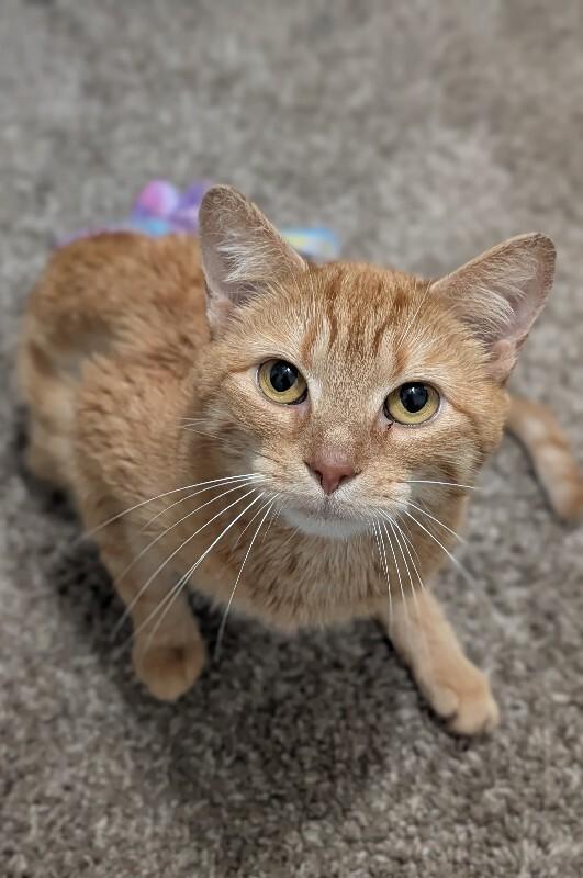 Enlarge Zodiac, a Adoptable Domestic Short Hair in Cincinnati, OH image 6/6
