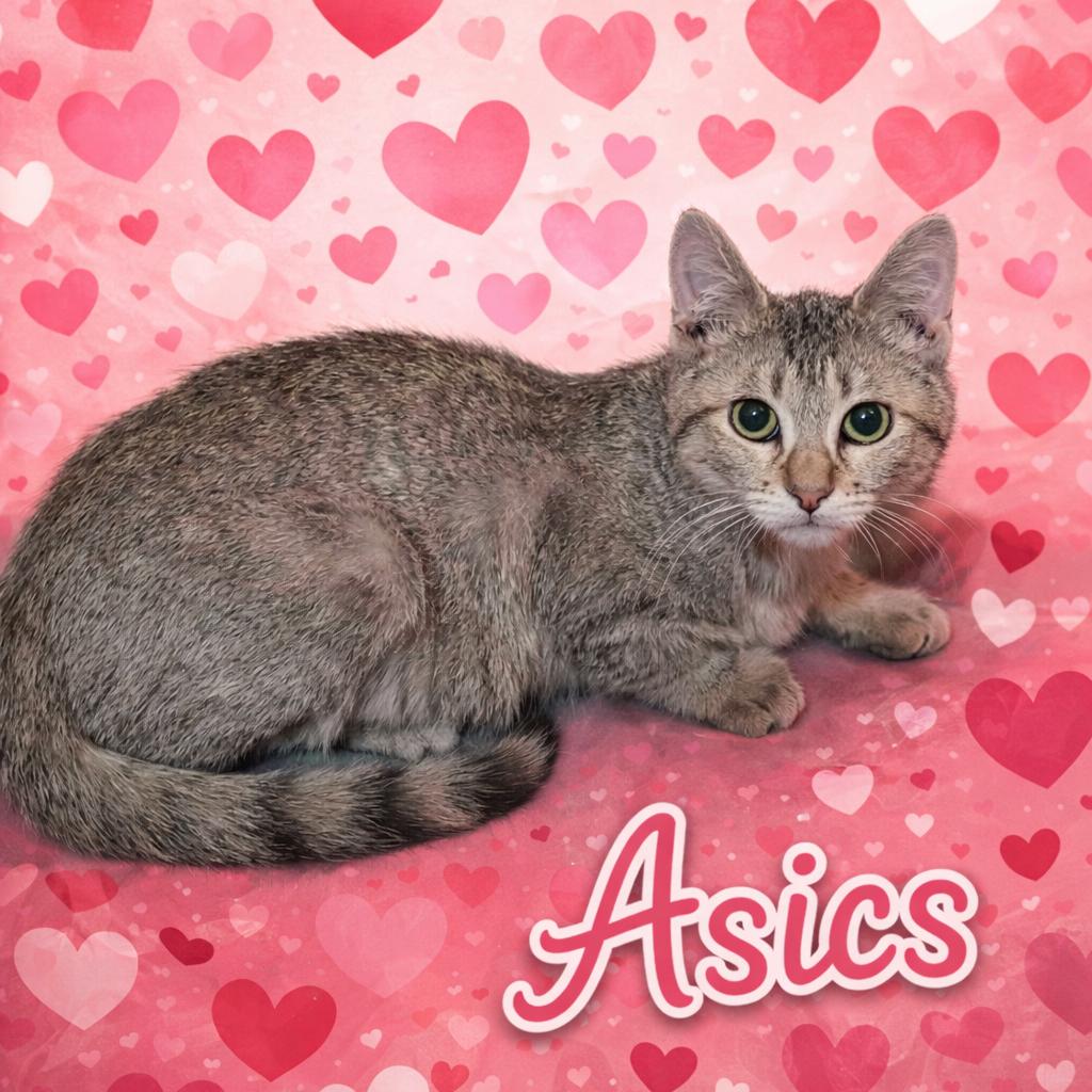 Asics, Adoptable, Kitten Female Domestic Short Hair.
